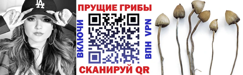 Псилоцибиновые грибы мицелий Купить закладки Кологрив